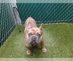 French Bulldog Dogs for adoption in Downey, CA, USA