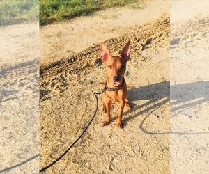 Chipin Dogs for adoption in Pleasanton, TX, USA