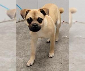Daug Dogs for adoption in Rosenberg, TX, USA