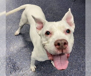 American Pit Bull Terrier-Unknown Mix Dogs for adoption in Anchorage, AK, USA