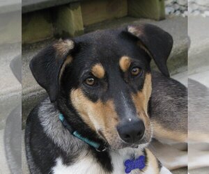 Australian Shepherd-Collie Mix Dogs for adoption in Cookeville, TN, USA