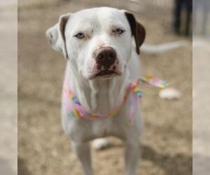 American Staffordshire Terrier-Unknown Mix Dogs for adoption in San Antonio, TX, USA