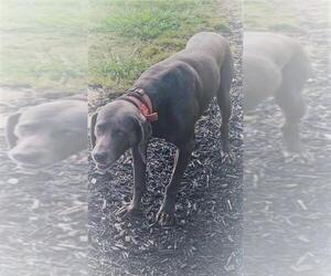 Weimaraner Dogs for adoption in Rowayton, CT, USA