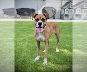 Boxer Dogs for adoption in Dumont, NJ, USA