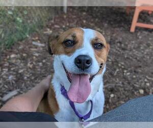 Basenji-Collie Mix Dogs for adoption in Denver, CO, USA