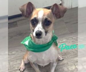 Chihuahua-Unknown Mix Dogs for adoption in HOUSTON, TX, USA