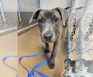 Mutt Dogs for adoption in Chula Vista, CA, USA