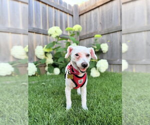 Poodle (Miniature) Dogs for adoption in Mundelein, IL, USA
