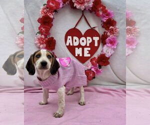 Beagle-English Foxhound Mix Dogs for adoption in Sanderson, FL, USA