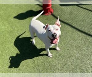 American Staffordshire Terrier-Unknown Mix Dogs for adoption in Grand Prairie, TX, USA