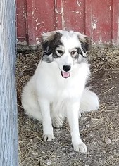 Australian Shepherd-Great Pyrenees Mix Dogs for adoption in Whitewright, TX, USA
