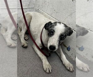 Mutt Dogs for adoption in San Bernardino, CA, USA