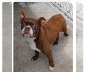 Boston Terrier Dogs for adoption in Newnan, GA, USA