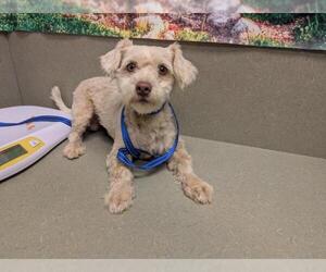 Mutt Dogs for adoption in Moreno Valley, CA, USA