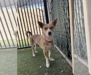 Chihuahua-Huskies Mix Dogs for adoption in Tempe , AZ, USA