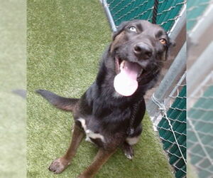 Siberian Husky Dogs for adoption in Downey, CA, USA