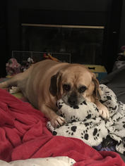 Puggle Dogs for adoption in Mansfield, TX, USA