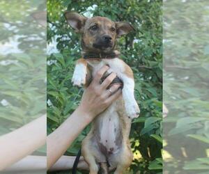 Chi-Corgi Dogs for adoption in Agoura Hills, CA, USA
