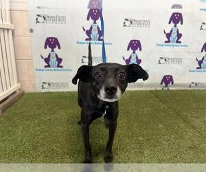 Chipin Dogs for adoption in Orlando, FL, USA