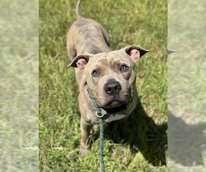 American Staffordshire Terrier Dogs for adoption in Fort Lauderdale, FL, USA