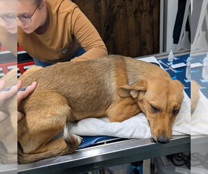Mutt Dogs for adoption in Chico, CA, USA