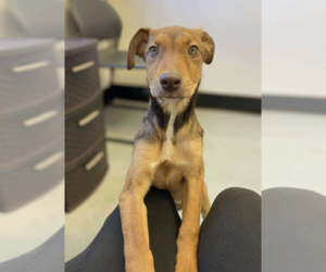 Mutt Dogs for adoption in Brooklyn, NY, USA