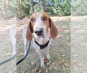 Mutt Dogs for adoption in Tarrytown, GA, USA