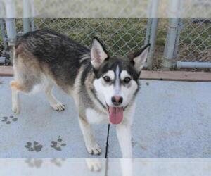Siberian Husky-Unknown Mix Dogs for adoption in Olathe, KS, USA