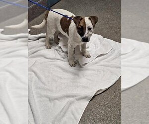 American Pit Bull Terrier-Bull Terrier Mix Dogs for adoption in Las Vegas, NV, USA