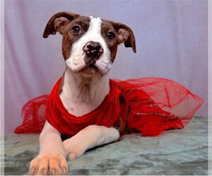 American Pit Bull Terrier-Unknown Mix Dogs for adoption in Lakewood, CO, USA