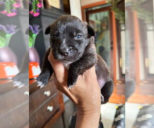 American Pit Bull Terrier-Unknown Mix Dogs for adoption in Oakland Park , FL, USA