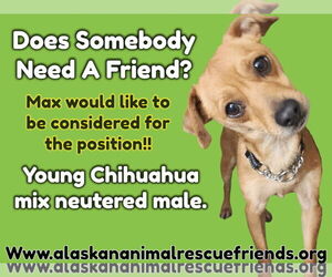 Chihuahua-Unknown Mix Dogs for adoption in Anchorage, AK, USA