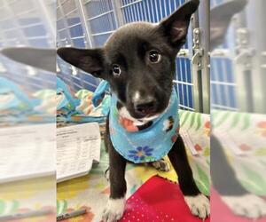 Border Collie-Unknown Mix Dogs for adoption in Visalia, CA, USA