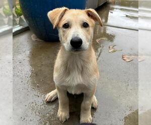 Labrador Retriever-Unknown Mix Dogs for adoption in San Diego, CA, USA
