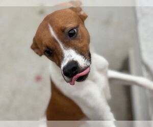 Rat Terrier-Unknown Mix Dogs for adoption in Tulsa, OK, USA