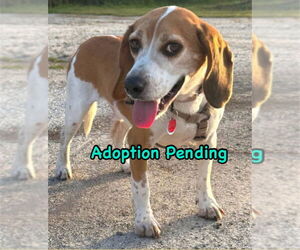 Beagle Dogs for adoption in Dunnellon, FL, USA