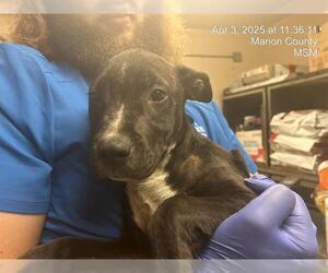 American Pit Bull Terrier-Unknown Mix Dogs for adoption in Ocala, FL, USA