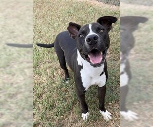 Boxer-Unknown Mix Dogs for adoption in Rosenberg, TX, USA