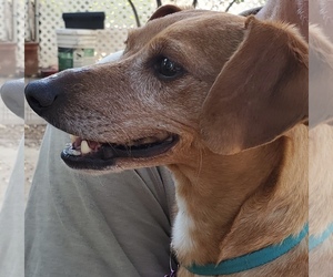 Dachshund Dogs for adoption in REDDING, CA, USA
