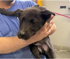 Mutt Dogs for adoption in Camarillo, CA, USA