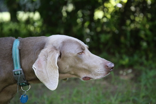 Weimaraner Dogs for adoption in Wagener, SC, USA