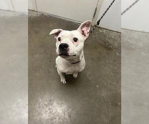 American Bulldog-Unknown Mix Dogs for adoption in Rosenberg, TX, USA