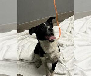 Collie-Unknown Mix Dogs for adoption in Las Vegas, NV, USA