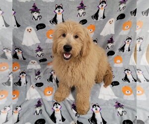 Goldendoodle (Miniature) Dogs for adoption in FAIRLAWN, OH, USA