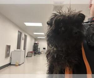 Poodle (Miniature)-Unknown Mix Dogs for adoption in Corona, CA, USA