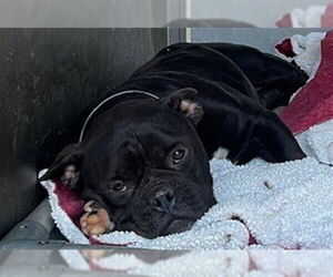 French Bulldog Dogs for adoption in Downey, CA, USA