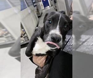 American Pit Bull Terrier Dogs for adoption in Bakersfield, CA, USA