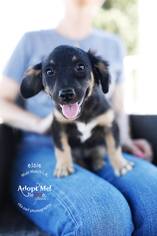 Australian Shepherd-Collie Mix Dogs for adoption in Los Angeles, CA, USA