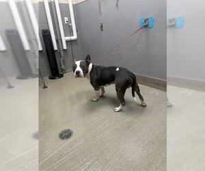 American Pit Bull Terrier-Unknown Mix Dogs for adoption in Las Vegas, NV, USA