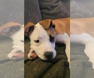 American Pit Bull Terrier-Jack Russell Terrier Mix Dogs for adoption in MECHANICSBURG, PA, USA